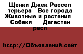 Щенки Джек Рассел терьера - Все города Животные и растения » Собаки   . Дагестан респ.
